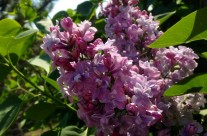 Lilacs in Full Bloom