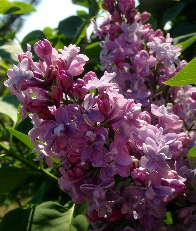 Lilacs in Full Bloom