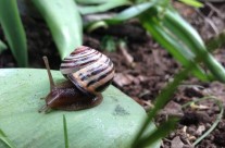 A Snail Friend in the Garden