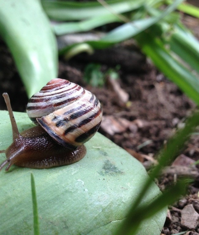 A Snail Friend in the Garden