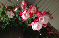 Hanging Fuchsia