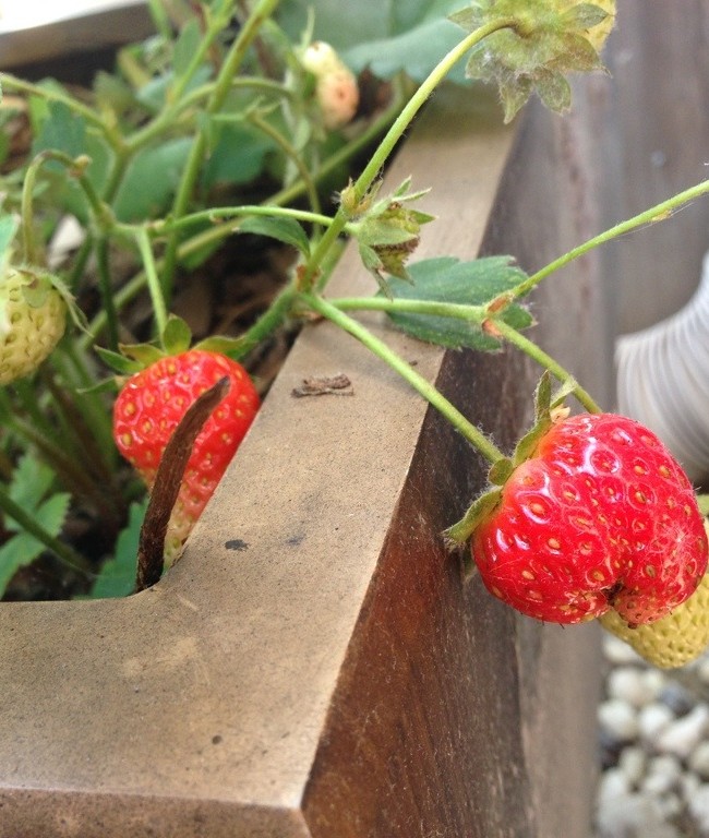 Fresh Strawberries