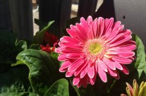Gerbera’s New Flowers