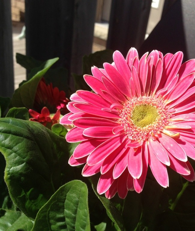 Gerbera’s New Flowers