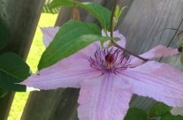 Pink Clematis