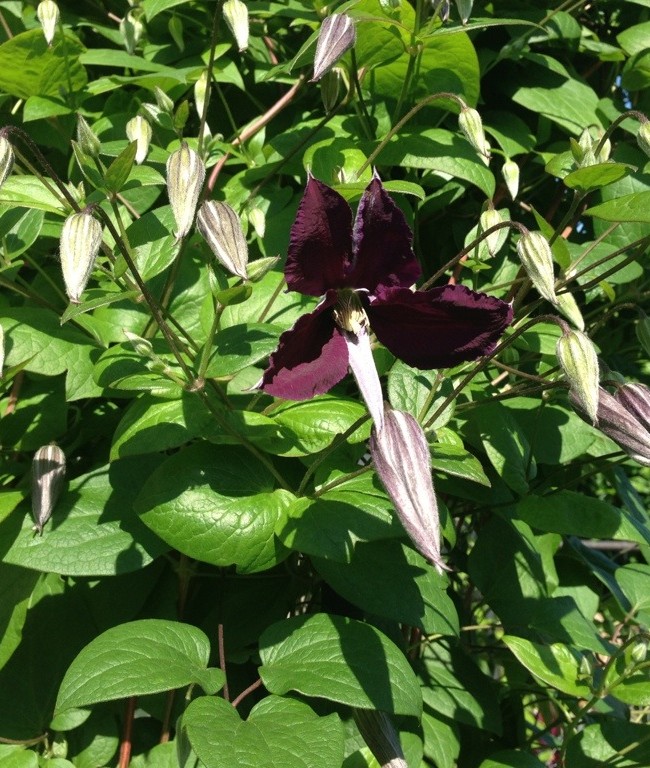 Purple Clematis