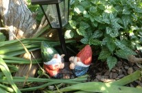 Are new garden gnome from Father’s Day!