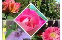 Today’s Garden Collage