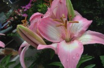 Lilies!
