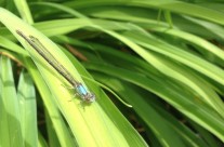 A Dragonfly Friend Watches On