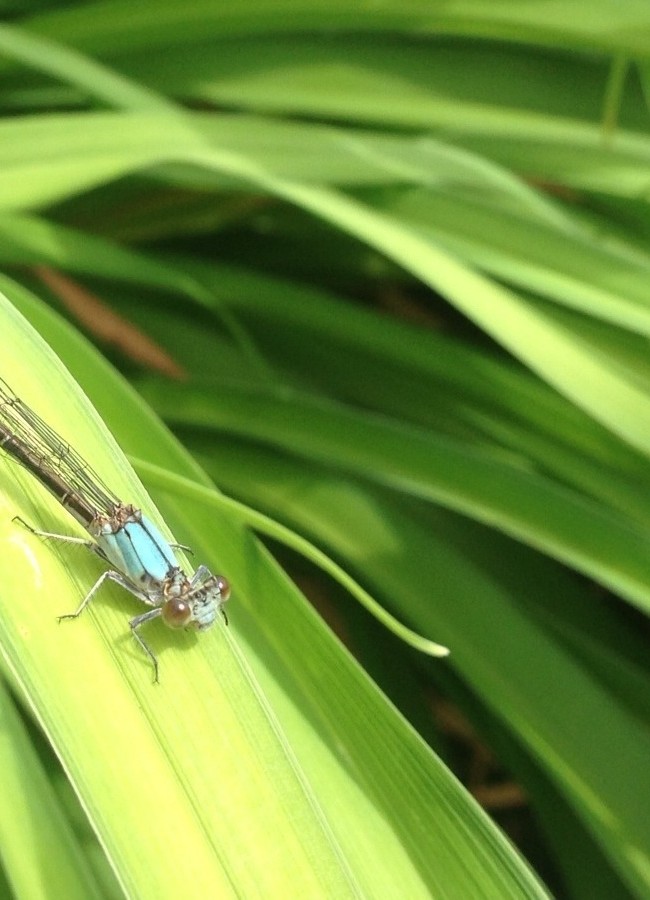 A Dragonfly Friend Watches On