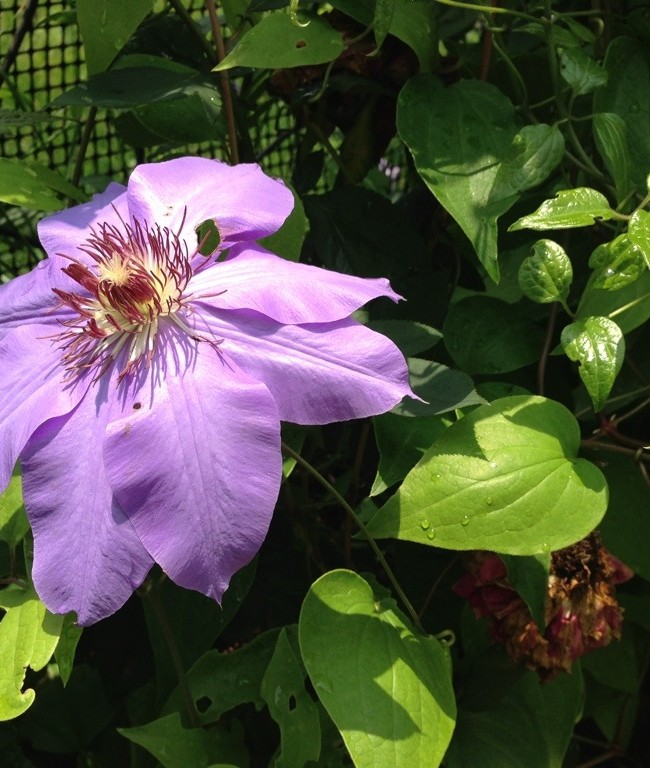 Second Clematis Vines are Flowering