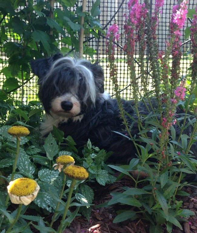 Jellybean Lounging in the Garden