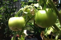 Tomatoes are Coming!