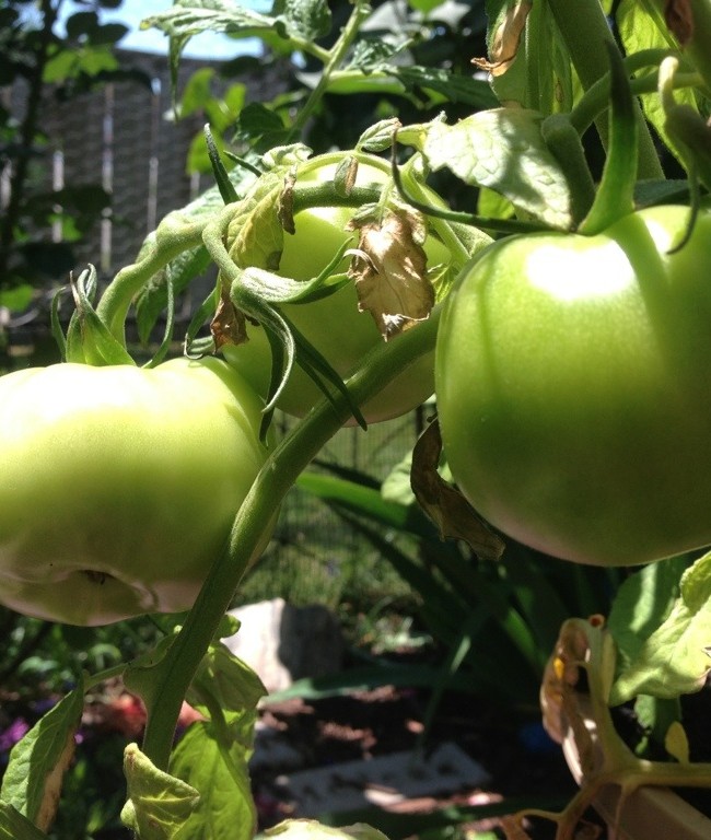 Tomatoes are Coming!