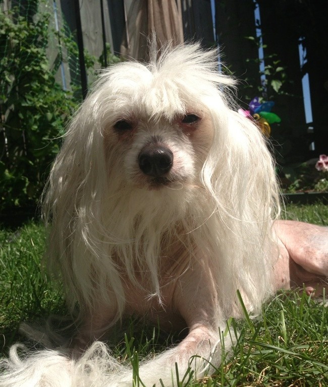 Bubby Resting in the Sun