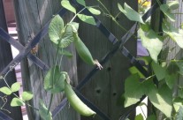 Snap Peas are Looking Tasty