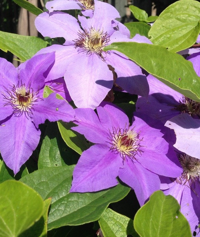 Lovely Clematis