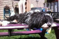 Jellybean Resting on the Picnic Table