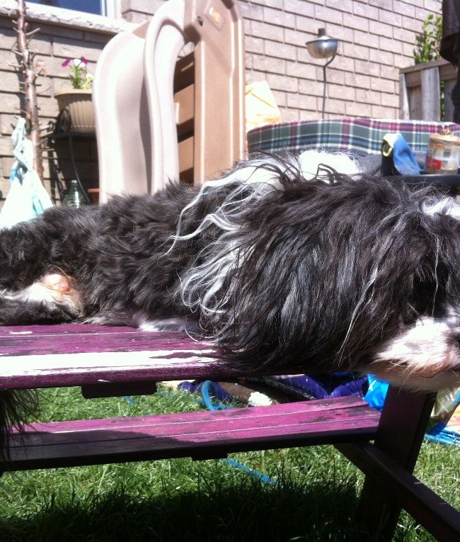 Jellybean Resting on the Picnic Table