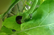 Our First Eggplant