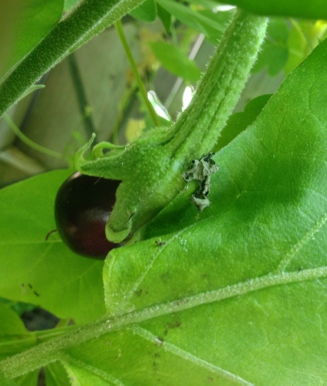 Our First Eggplant