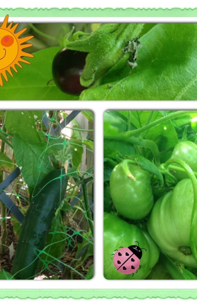 Today in the Garden