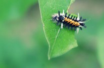 Milkweed Tussock Moth Caterpillar