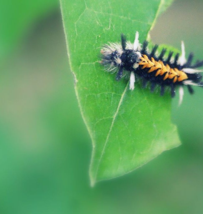 Milkweed Tussock Moth Caterpillar