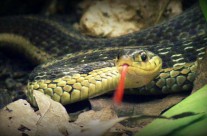 A Snake Friend On Our Path