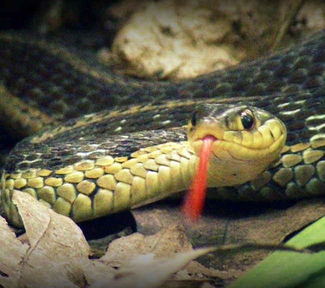 A Snake Friend On Our Path