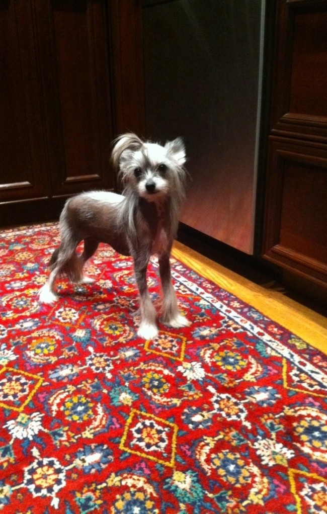 Happy Birthday, Bailea Lu