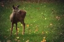A deer friend at Canterbury Hill