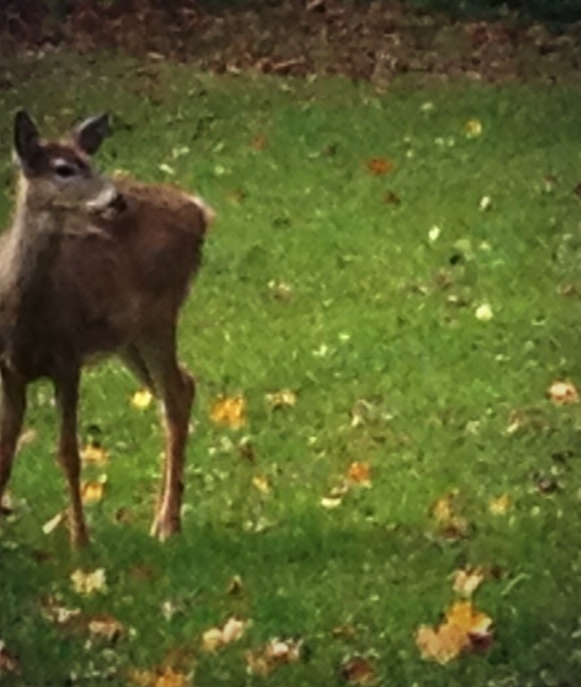 A deer friend at Canterbury Hill