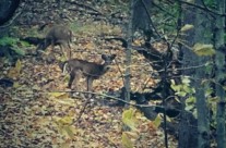 A deer family in the woods