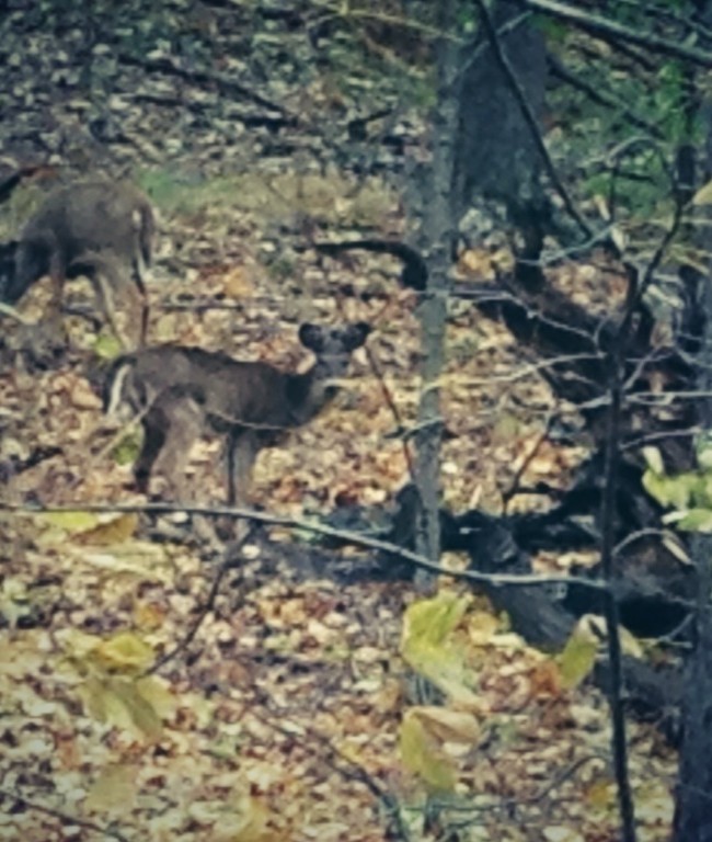 A deer family in the woods