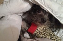 Roobert Snug as a Bug