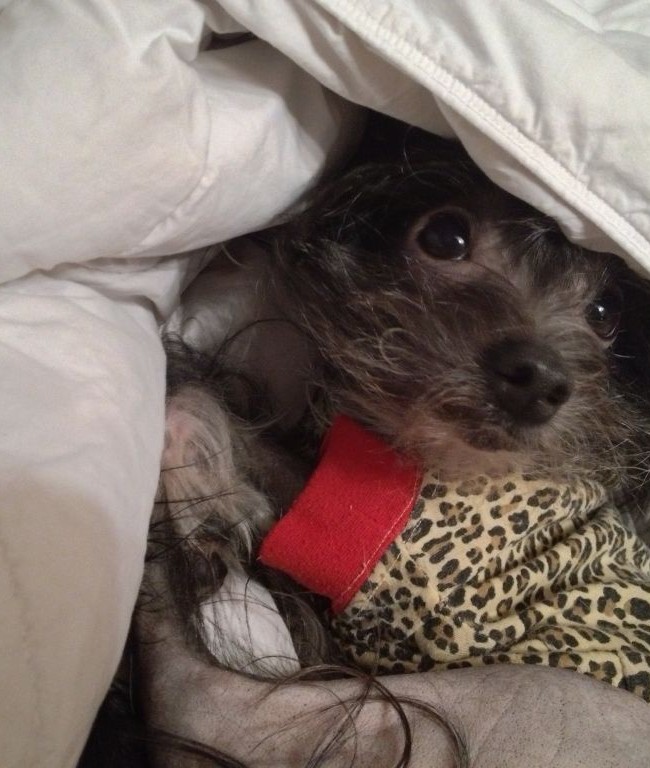 Roobert Snug as a Bug