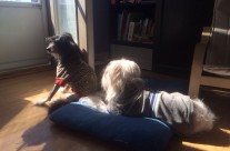 Enjoying the sunbeam