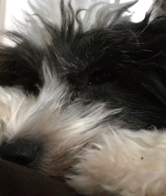 Lilli chillaxes in her bed