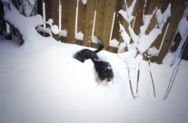 Jellybean burrows through the snow