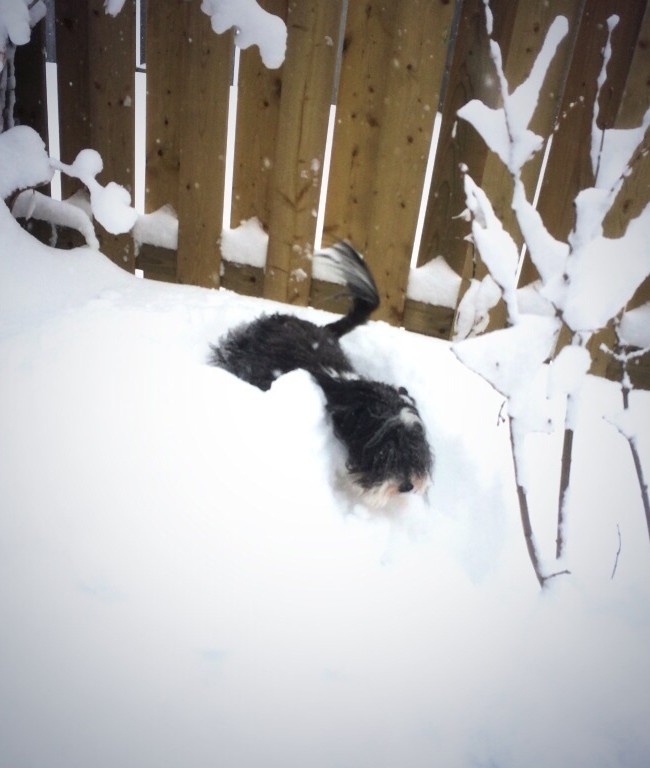 Jellybean burrows through the snow