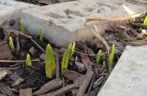 Spring is Springing