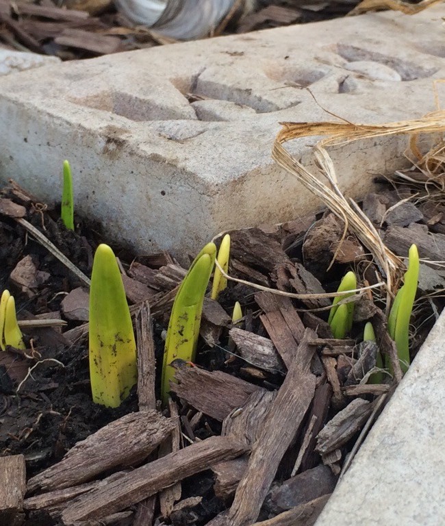 Spring is Springing
