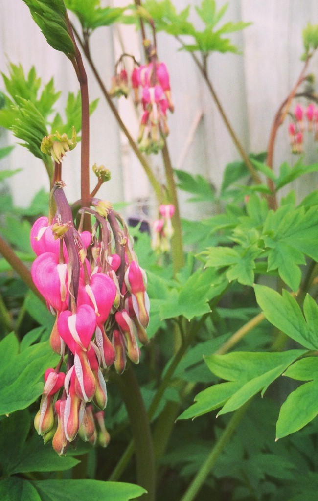 The Bleeding Hearts are Blooming