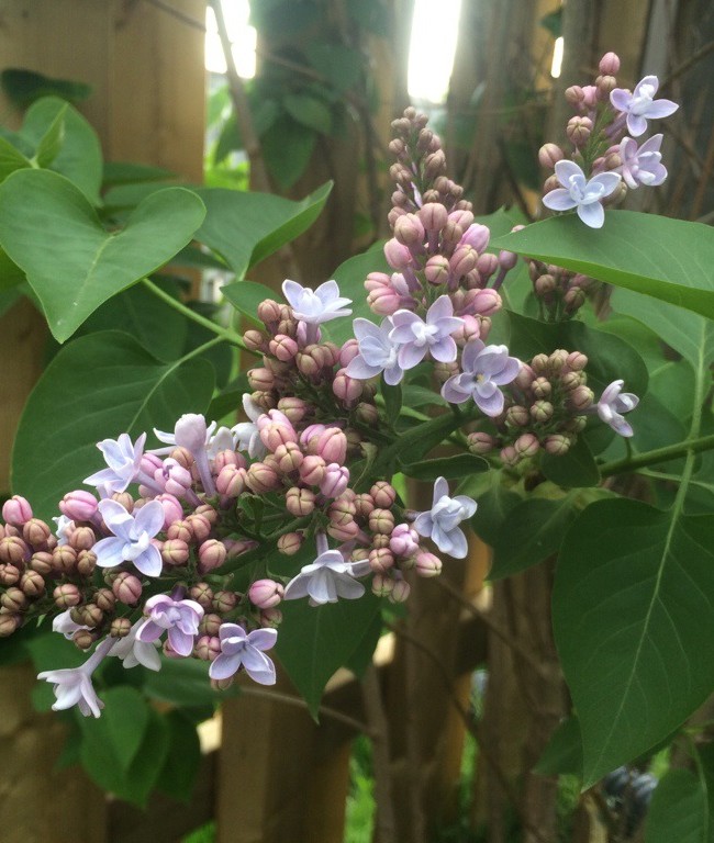 Lilac Flowers are Coming