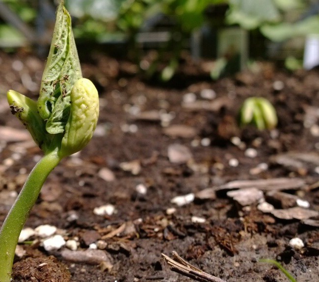 Beans are Rising