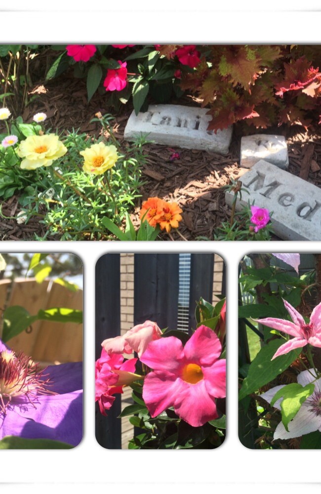 Garden on Bloom on the First Day of Summer Vacay