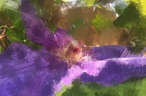 Clematis Paintification