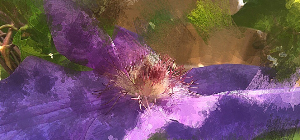 Clematis Paintification